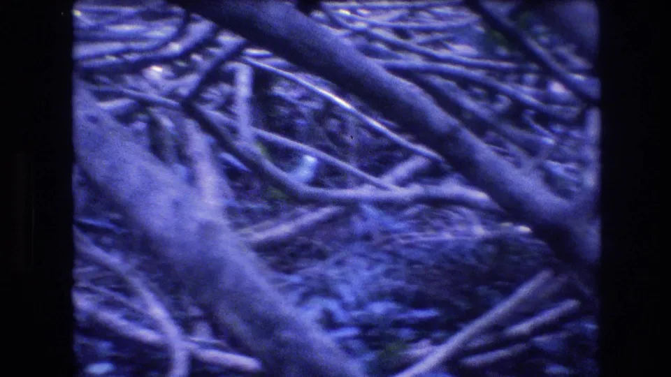 1977 Honolulu, Oahu 8mm frame with a close, handheld view of intertwined roots and branches across the forest floor, with heavy blue tint and soft archival focus.