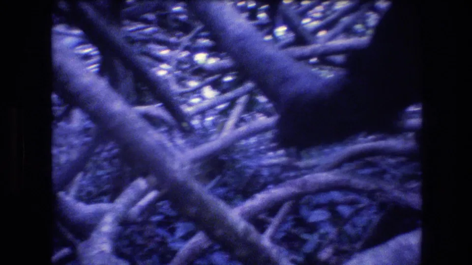 1977 Honolulu, Oahu home-movie frame showing crossing limbs, exposed roots, and dark shaded vegetation, with visible grain and a black vertical film border.