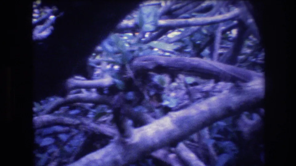 1977 Honolulu, Oahu 8mm frame showing a compact tangle of roots, branches, and ground cover, partly divided by dark film-edge shadow and colored by a blue-purple shift.