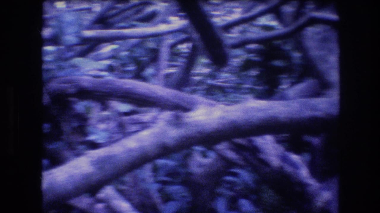 Twisted tree branches crossing a shaded tropical walkway area.