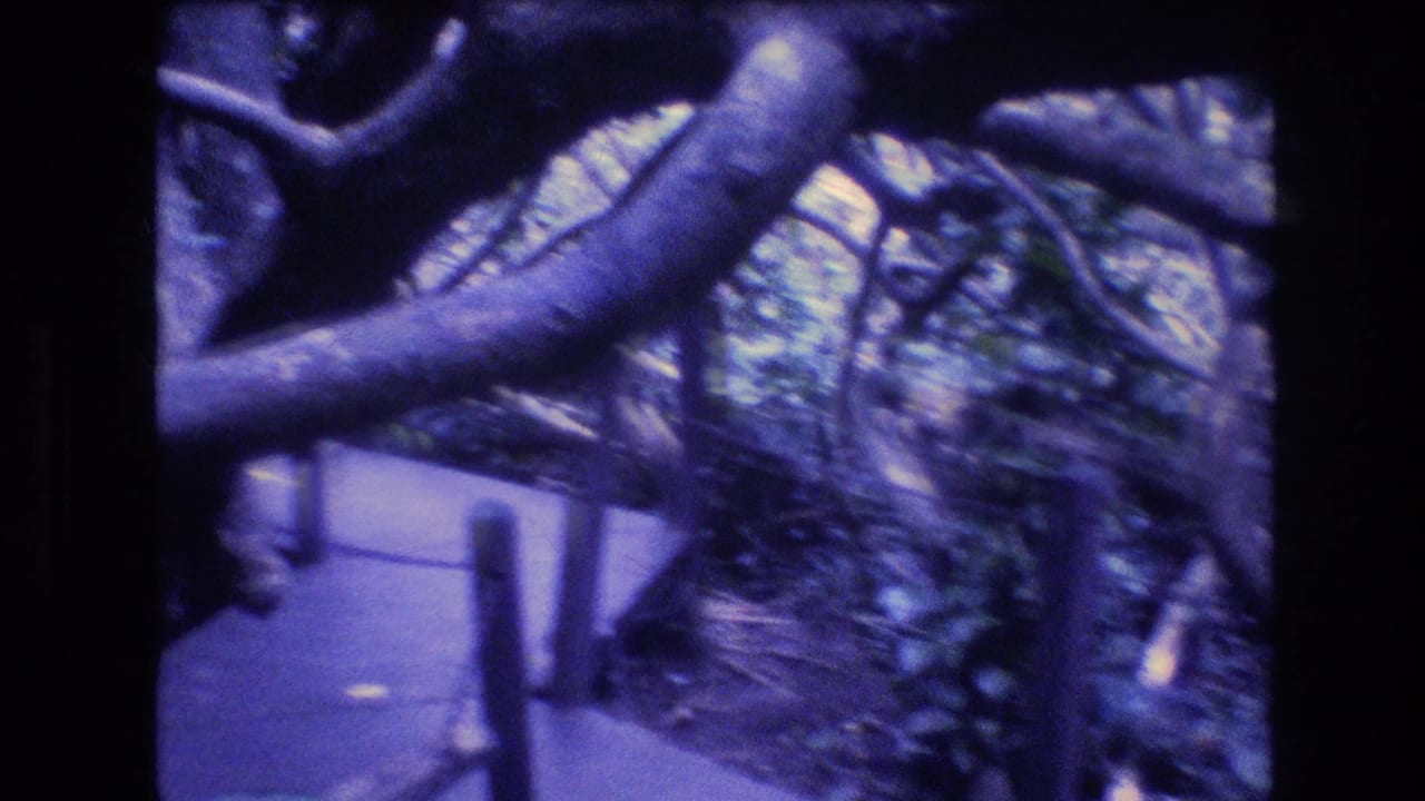1977 Honolulu, Oahu frame with a narrow walkway receding under large curving limbs and thick tropical growth.