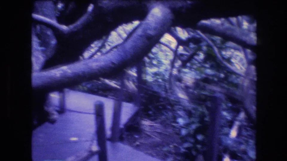 1977 Honolulu, Oahu frame with a narrow walkway receding under large curving limbs and thick tropical growth.