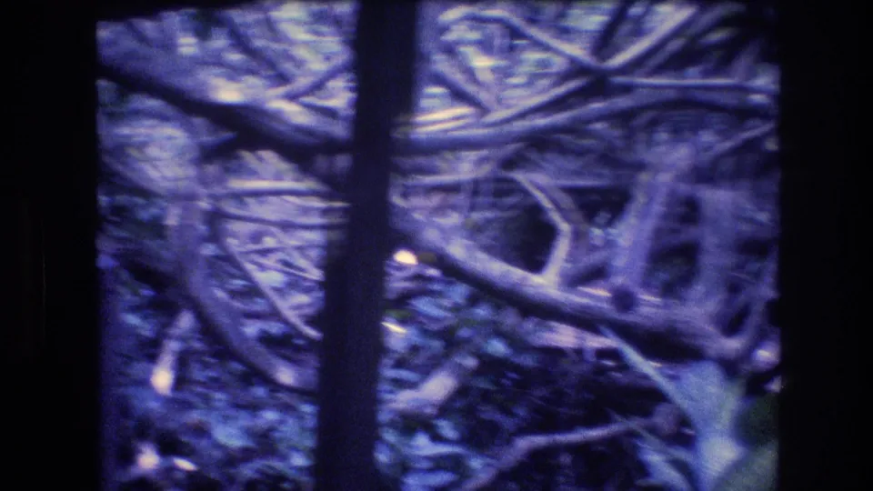 1977 Honolulu, Oahu home-movie frame emphasizing tangled branches, trunks, and leafy undergrowth beside a shaded walkway.