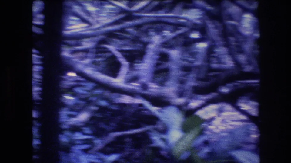 1977 Honolulu, Oahu frame showing dense tree limbs and foliage surrounding a shaded walkway in aged 8mm color.