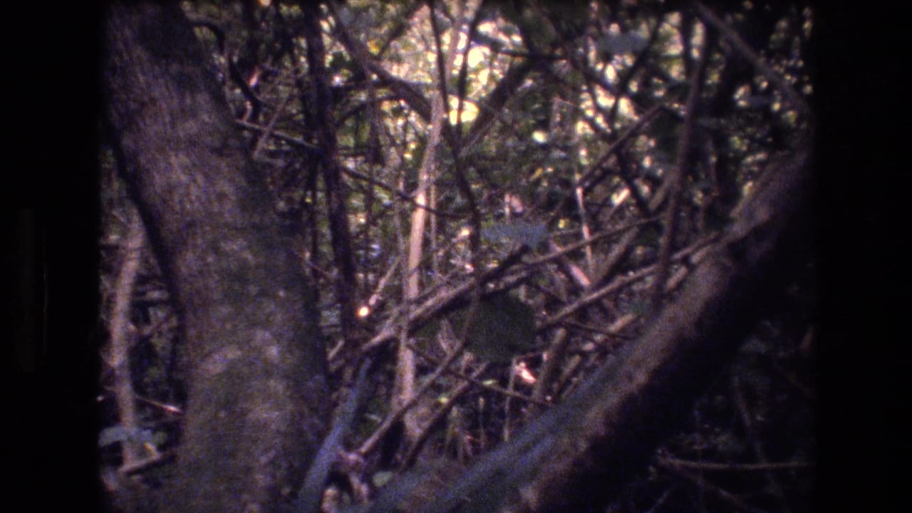 A 1977 Honolulu, Oahu 8mm frame looks into tangled forest growth with interwoven branches, dark trunks, and mottled daylight filtering through leaves.