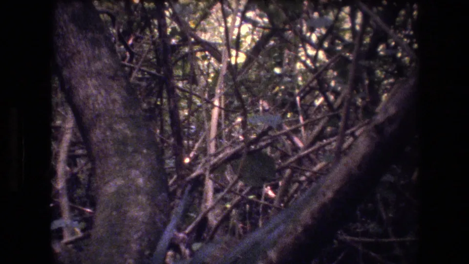 A 1977 Honolulu, Oahu 8mm frame looks into tangled forest growth with interwoven branches, dark trunks, and mottled daylight filtering through leaves.