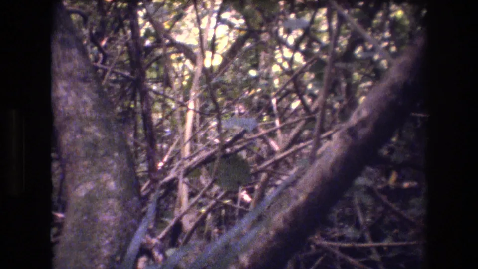 A 1977 Honolulu, Oahu 8mm frame shows thick trunks, crossing branches, and layered tropical vegetation under uneven daylight.