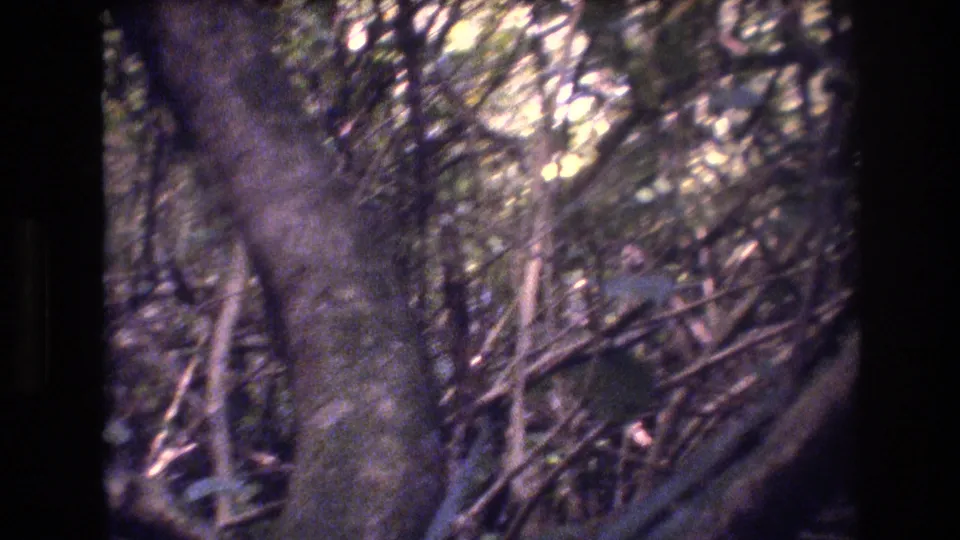 A 1977 Honolulu, Oahu 8mm frame holds on a close, tangled forest view with thick trunks, vines or branches, and bright daylight breaking through foliage.