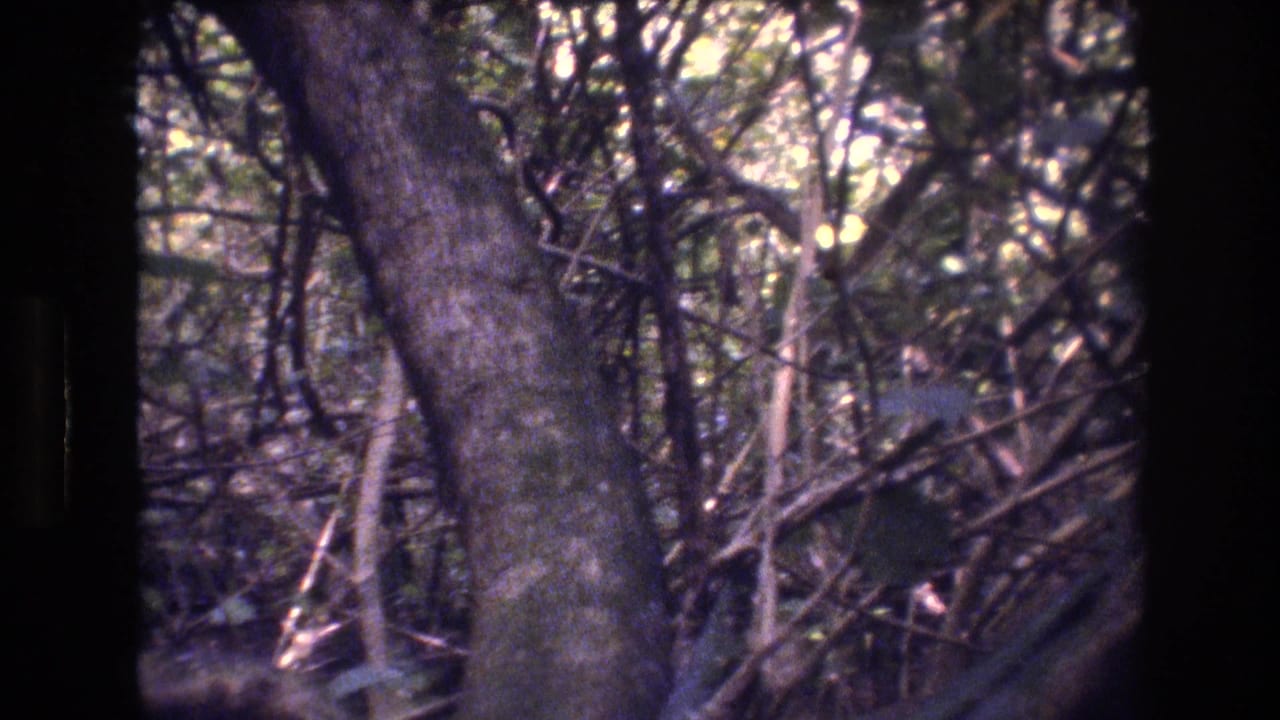 1977 Honolulu, Oahu 8mm frame showing a dense wooded area with tree trunks, tangled branches, leafy growth, and dappled light through the canopy.