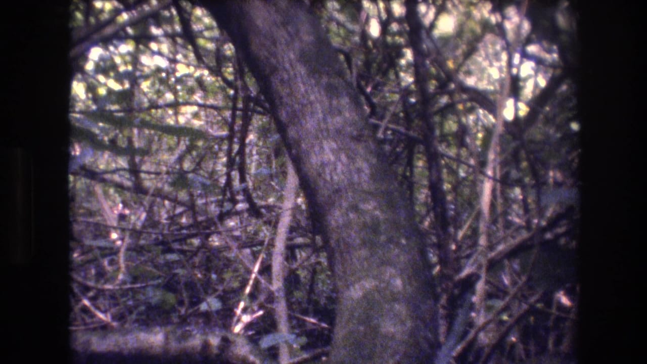 Large tree trunk beside dense branches and filtered daylight.