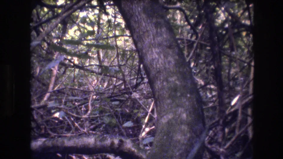1977 Honolulu, Oahu 8mm frame showing an angled tree trunk, low horizontal branch, tangled brush, and leafy forest understory.
