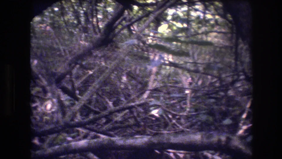 1977 Honolulu, Oahu 8mm frame with shadowed trunks, crossing branches, dense foliage, and a horizontal branch near the lower edge.