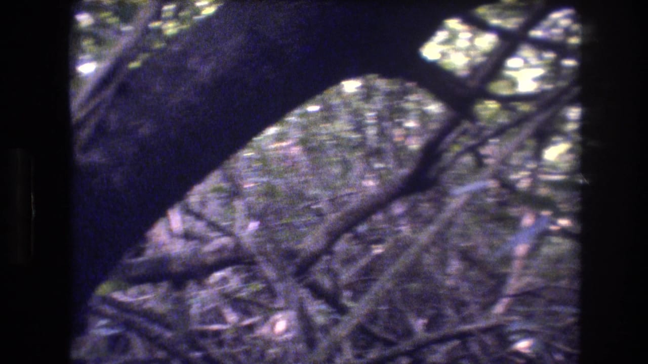 1977 Honolulu home-movie frame looking through large fallen tree limbs into dense green foliage with bright daylight filtering through.