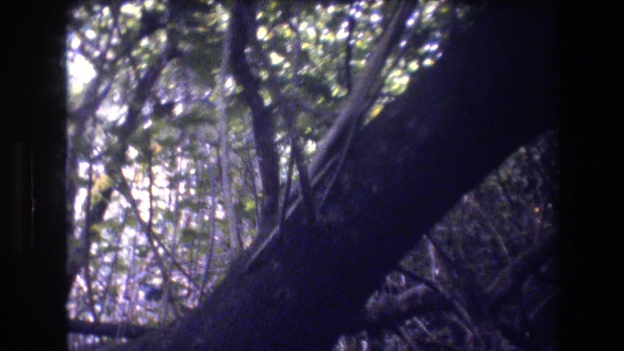 Large tree trunk and tangled branches in a shaded wooded area.