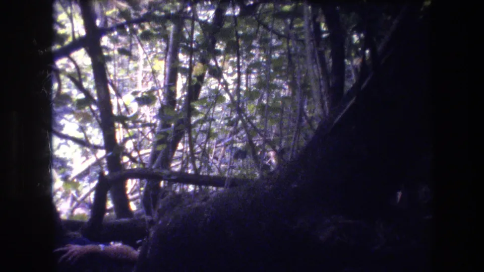 1977 Honolulu home-movie frame with a person partly obscured behind fallen branches, with hands visible near the bottom of the wooded scene.