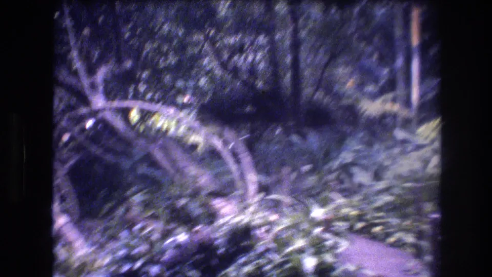 1977 Honolulu Oahu 8mm frame showing a soft, handheld view of ferns, low branches, and layered forest vegetation.