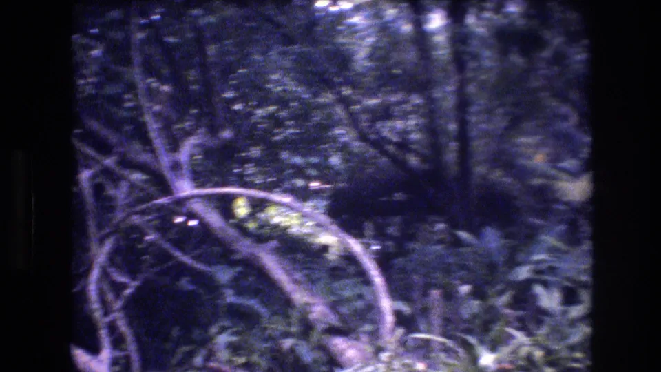 1977 Honolulu Oahu home-movie frame looking into dense forest vegetation, with ferns, branches, and a dark vertical tree trunk in shadow.