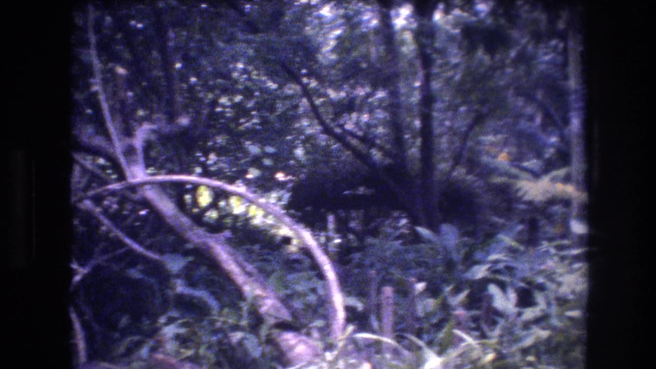 1977 Honolulu, Oahu 8mm frame showing a dark forest view with tangled branches, leafy understory, and dappled light through the canopy.