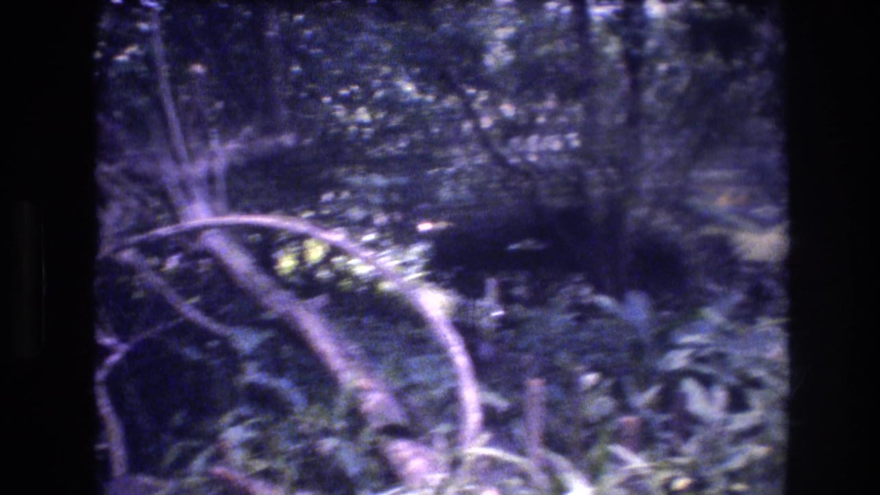 1977 Honolulu, Oahu 8mm frame of shaded tropical vegetation, with twisted branches crossing in front of thick leaves and soft background trees.