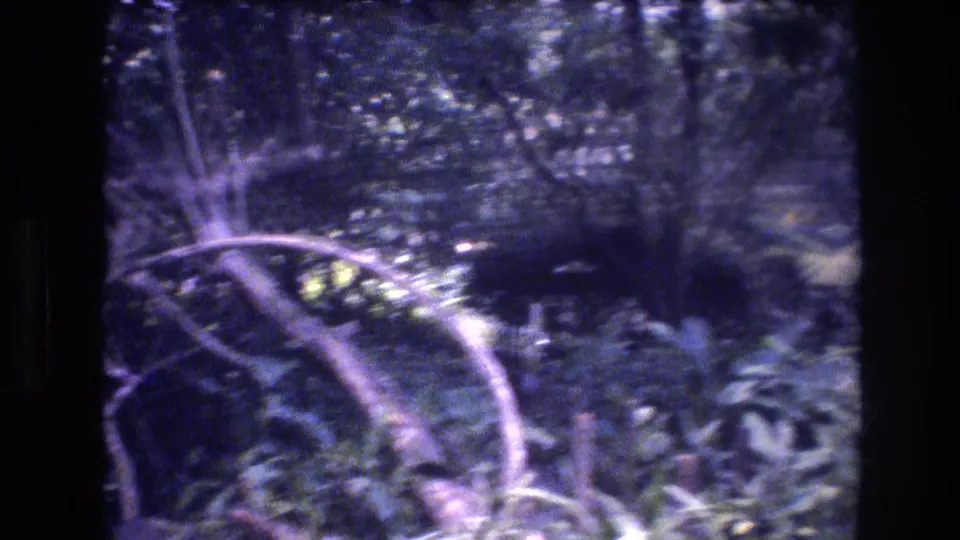 1977 Honolulu, Oahu 8mm frame of shaded tropical vegetation, with twisted branches crossing in front of thick leaves and soft background trees.