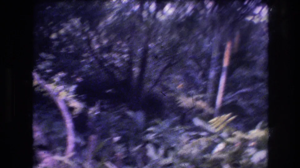 1977 Honolulu, Oahu 8mm frame showing a handheld, slightly blurred view into dense forest understory with branches, leaves, and deep shadow.