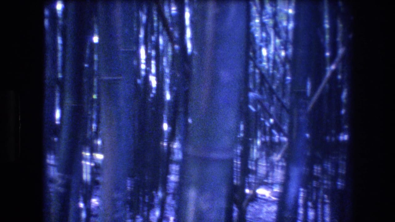 1977 Honolulu, Oahu 8mm frame showing dense bamboo-like trunks and trees in a blue-tinted, grainy forest view.
