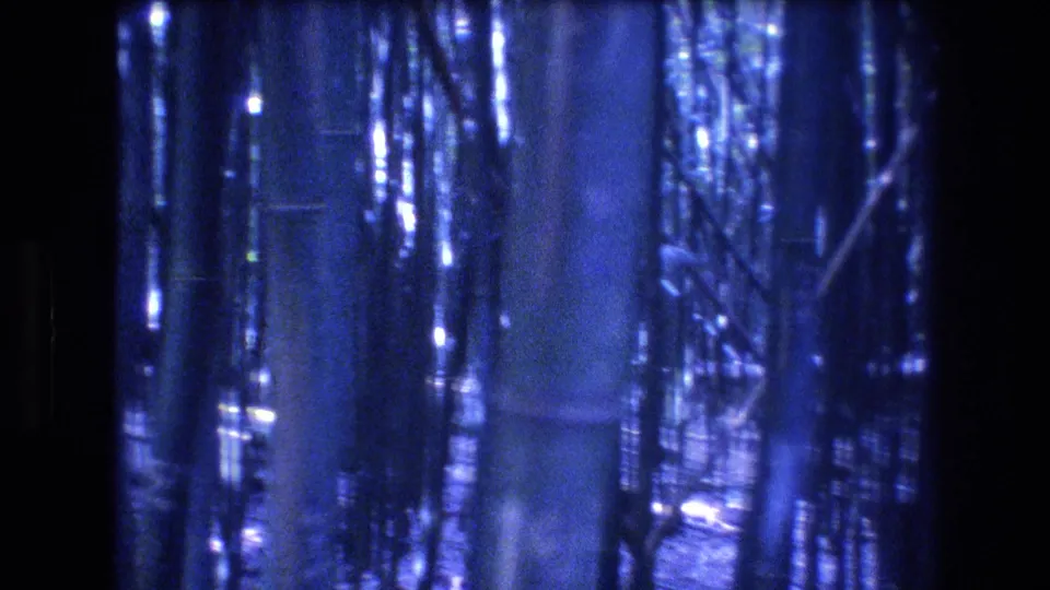1977 Honolulu, Oahu 8mm frame showing dense bamboo-like trunks and trees in a blue-tinted, grainy forest view.