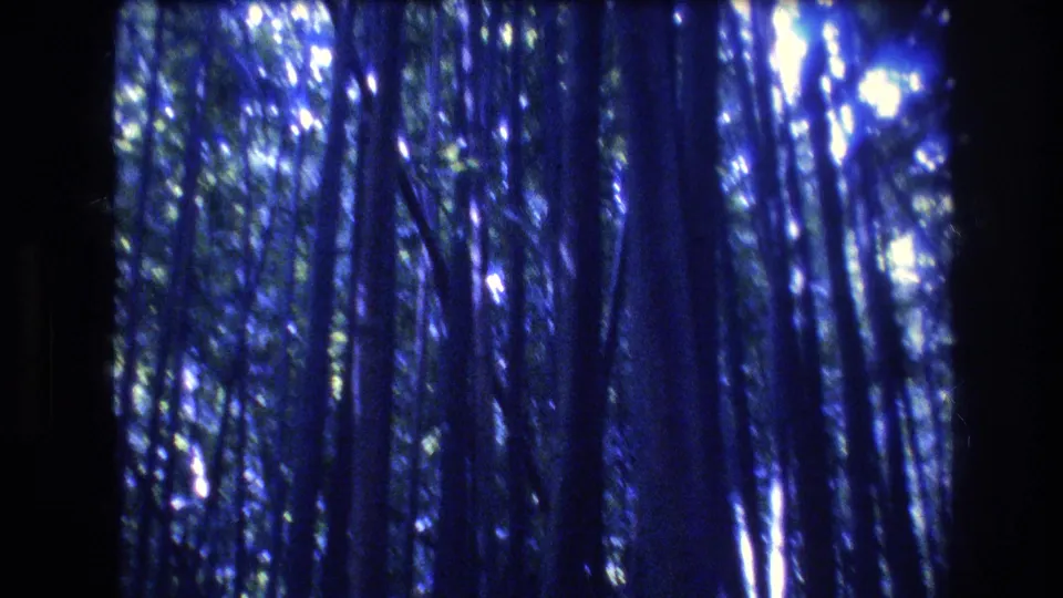1977 Honolulu, Oahu 8mm frame showing a dense bamboo-like grove with narrow trunks, blue tint, and speckled daylight through the canopy.
