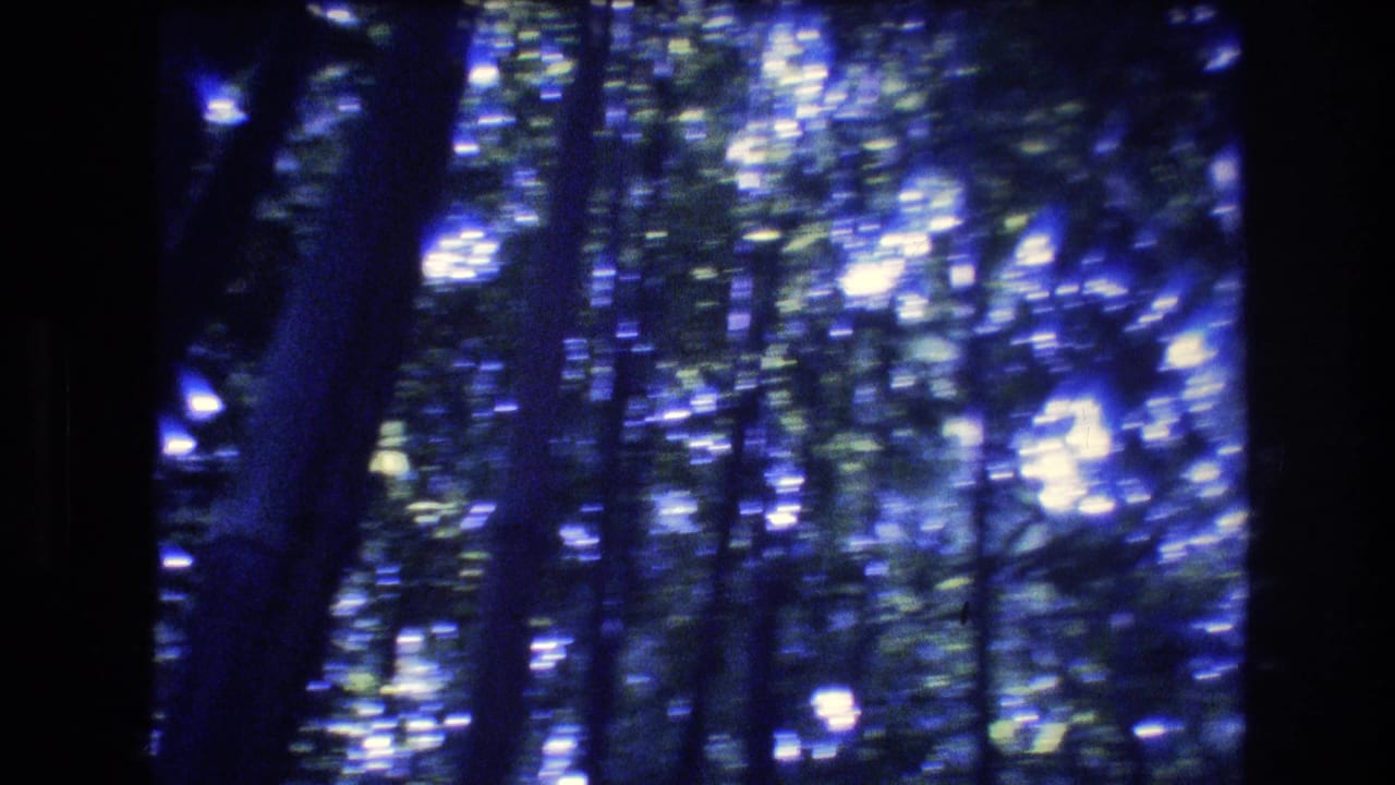 1977 8mm home-movie frame from Honolulu, Oahu showing a blurred upward or sideways view of tree trunks and sunlit foliage in a dense forest setting.