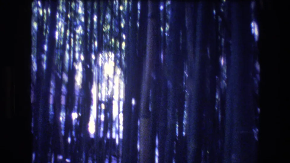 1977 8mm home-movie frame from Honolulu, Oahu showing vertical tree trunks, dense shaded woods, and bright sun patches breaking through foliage.