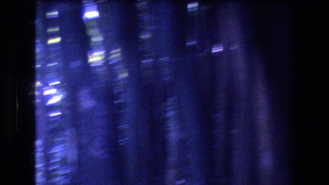 Soft, motion-blurred 8mm frame from the Honolulu Oahu 1977 clip showing dark vertical tree trunks and bright filtered light through dense tropical foliage.