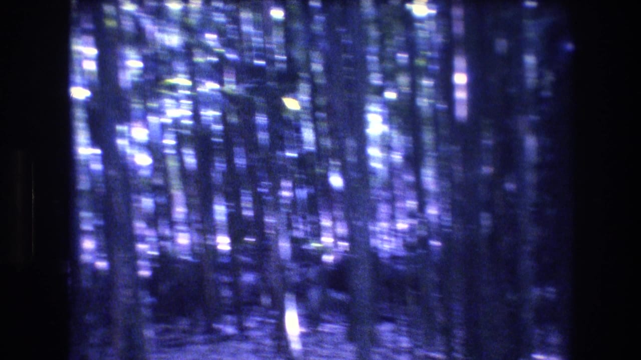 1977 Honolulu/Oahu 8mm home-movie frame showing a dense wooded view with slender tree trunks, bright canopy highlights, soft focus, and dark projected borders.