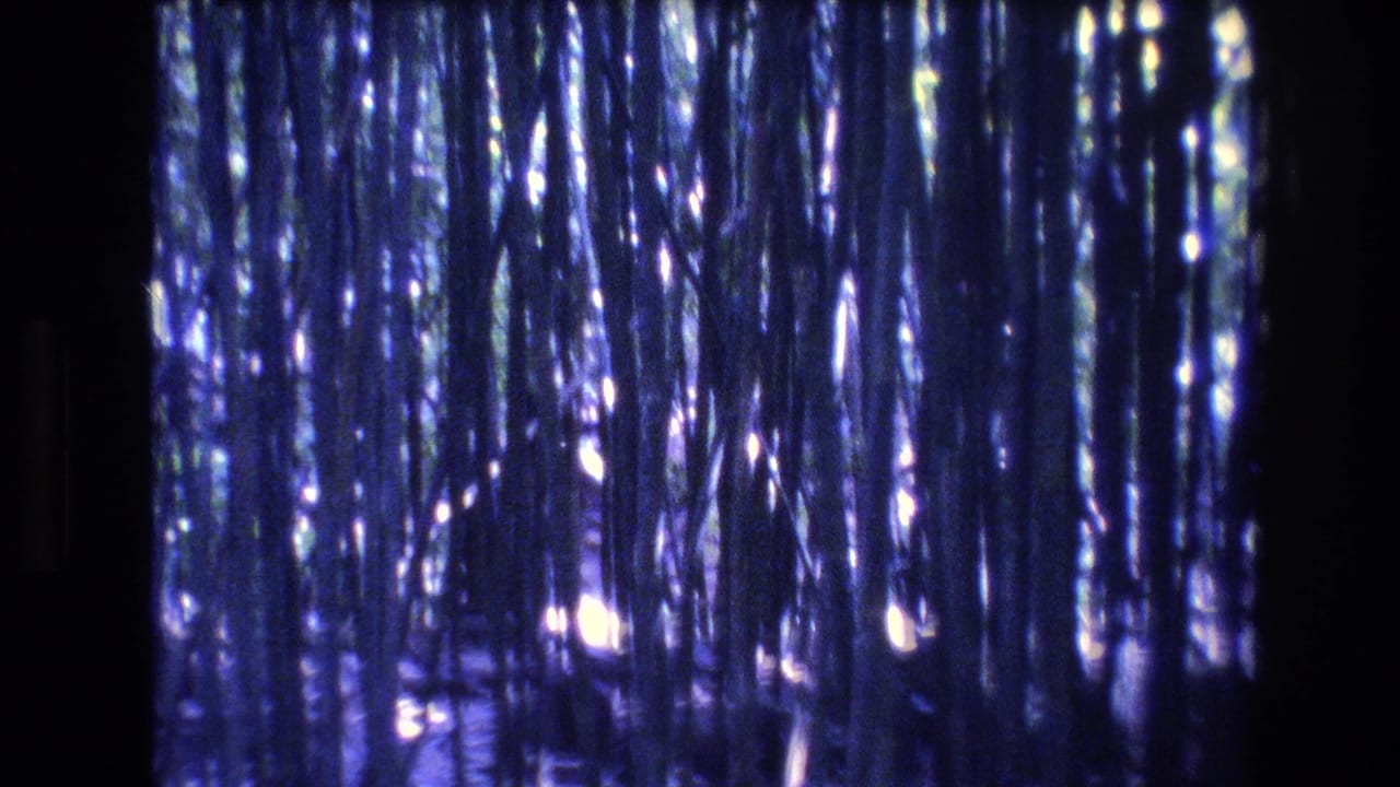 1977 8mm home-movie frame from Honolulu, Oahu showing dense bamboo stalks in deep blue-purple tint with scattered sunlight through the trees.