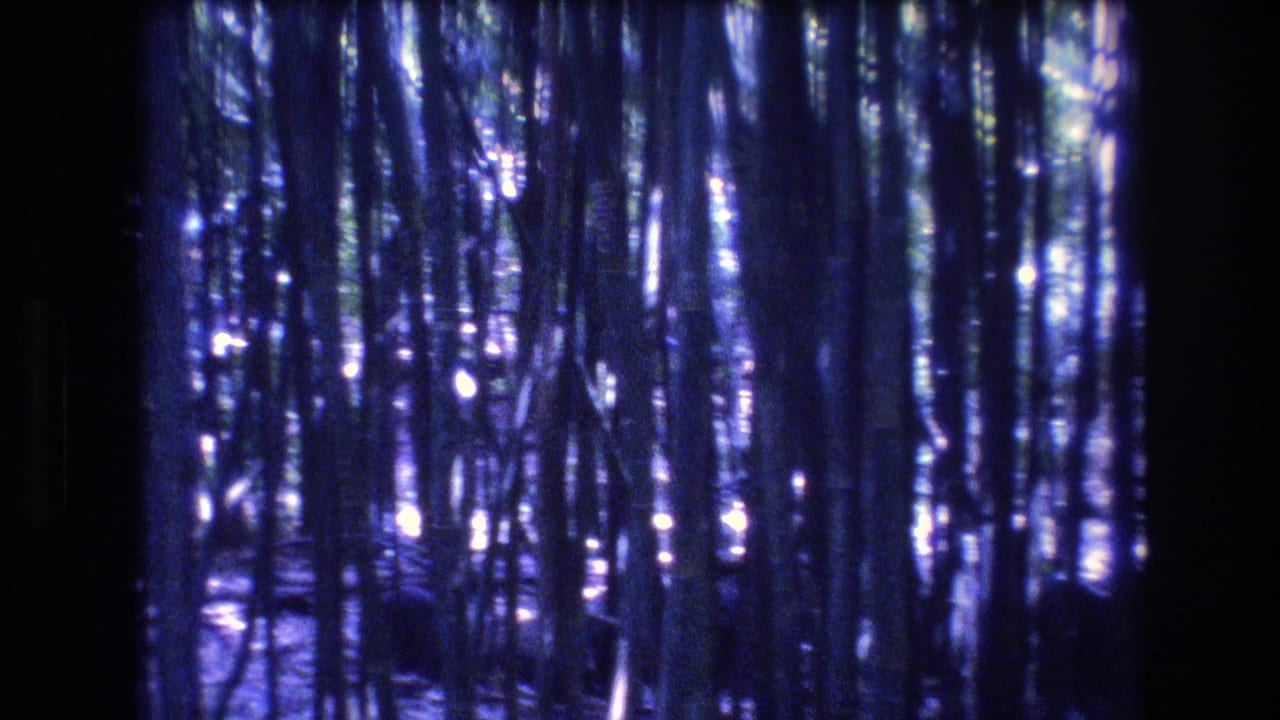 A 1977 Honolulu, Oahu 8mm frame showing closely spaced bamboo or slender trunks with blue-purple color shift and glints of daylight in the background.