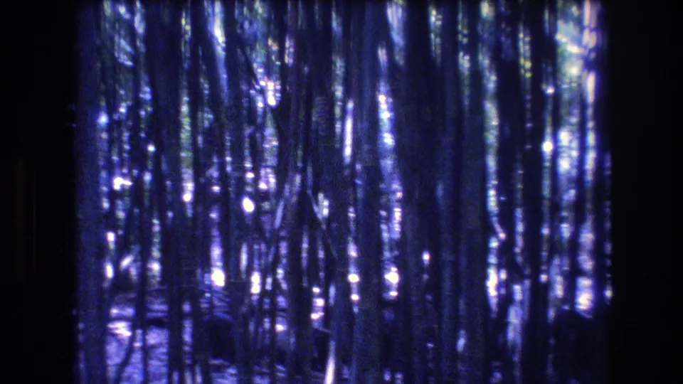 A 1977 Honolulu, Oahu 8mm frame showing closely spaced bamboo or slender trunks with blue-purple color shift and glints of daylight in the background.