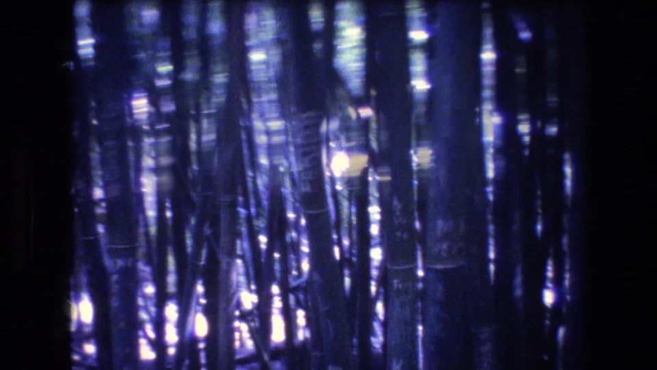 A late-1970s Honolulu, Oahu home-movie frame showing dense bamboo and tree trunks with strong blue-purple color shift, grain, and bright filtered sunlight.