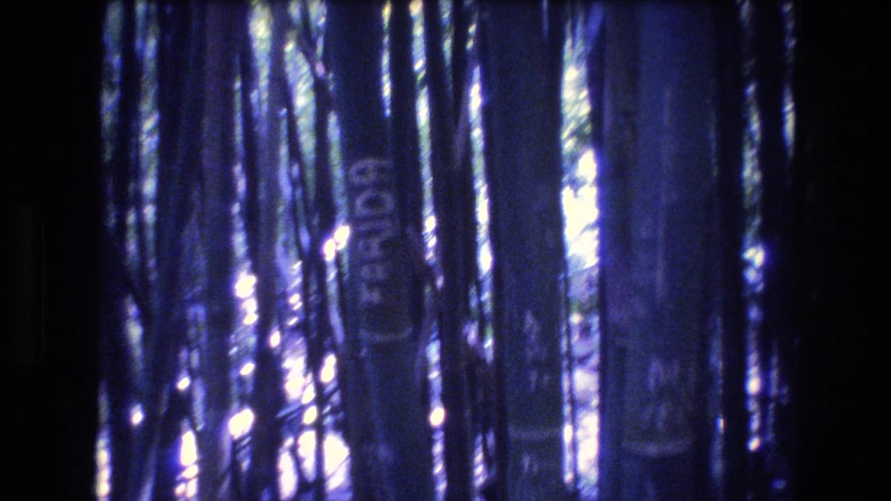 1977 Honolulu 8mm frame showing a dense bamboo grove with dark vertical stalks, blue-purple light, and faint white writing on one stalk.