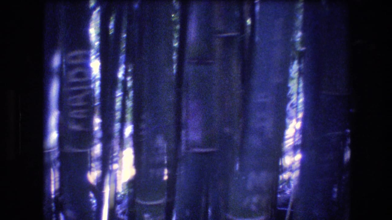 1977 Honolulu home-movie frame with a close view of bamboo stalks, including a white name-like marking that appears to read Farida.