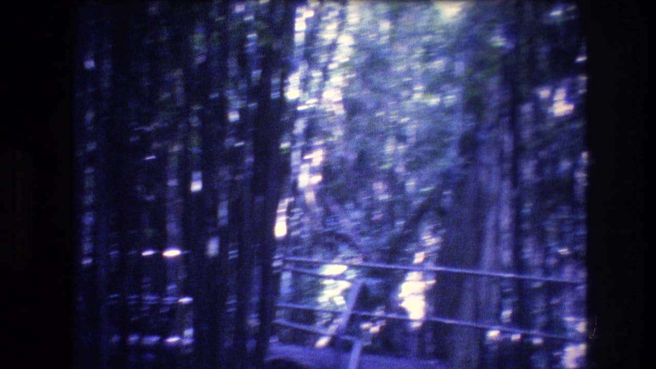 A handheld 8mm frame shows a narrow rail-lined walkway running through dense bamboo or slender forest growth on Oahu, with bright canopy highlights and visible film softness.