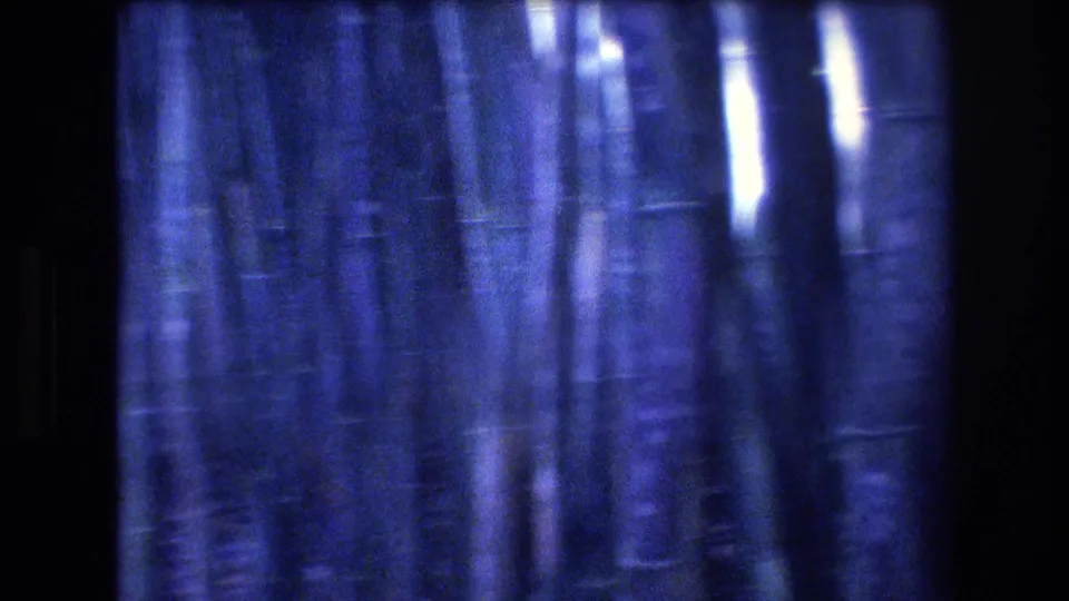 1977 Honolulu home-movie frame showing a dense stand of bamboo with blue exposure, pale reflected light, and faint light markings on some stalks.