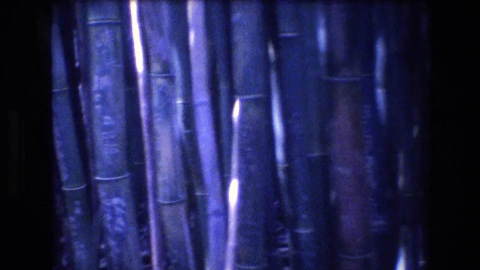 Final 8mm frame from the Honolulu bamboo scene, with close vertical culms, glossy white-blue reflections, soft grain, and dark shadowed spaces.