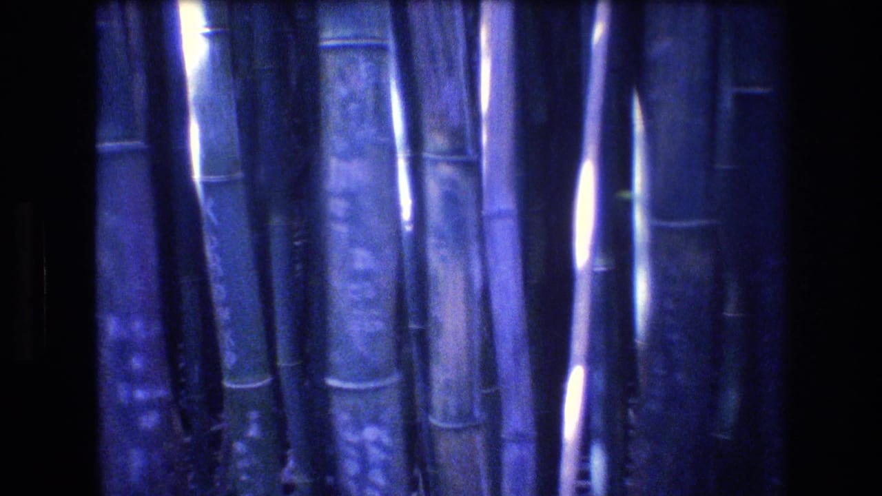 1977 Honolulu, Oahu 8mm frame showing dense bamboo stalks in soft blue-purple light with dark gaps between the trunks.