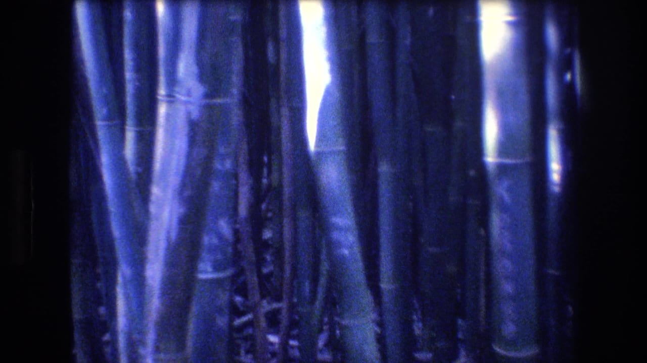 Tall bamboo trunks with bright light streaks in a dark grove.