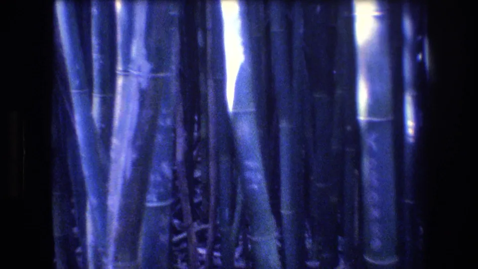 1977 Honolulu, Oahu 8mm frame with tall bamboo trunks, narrow bright highlights, and a deep blue-purple film cast.