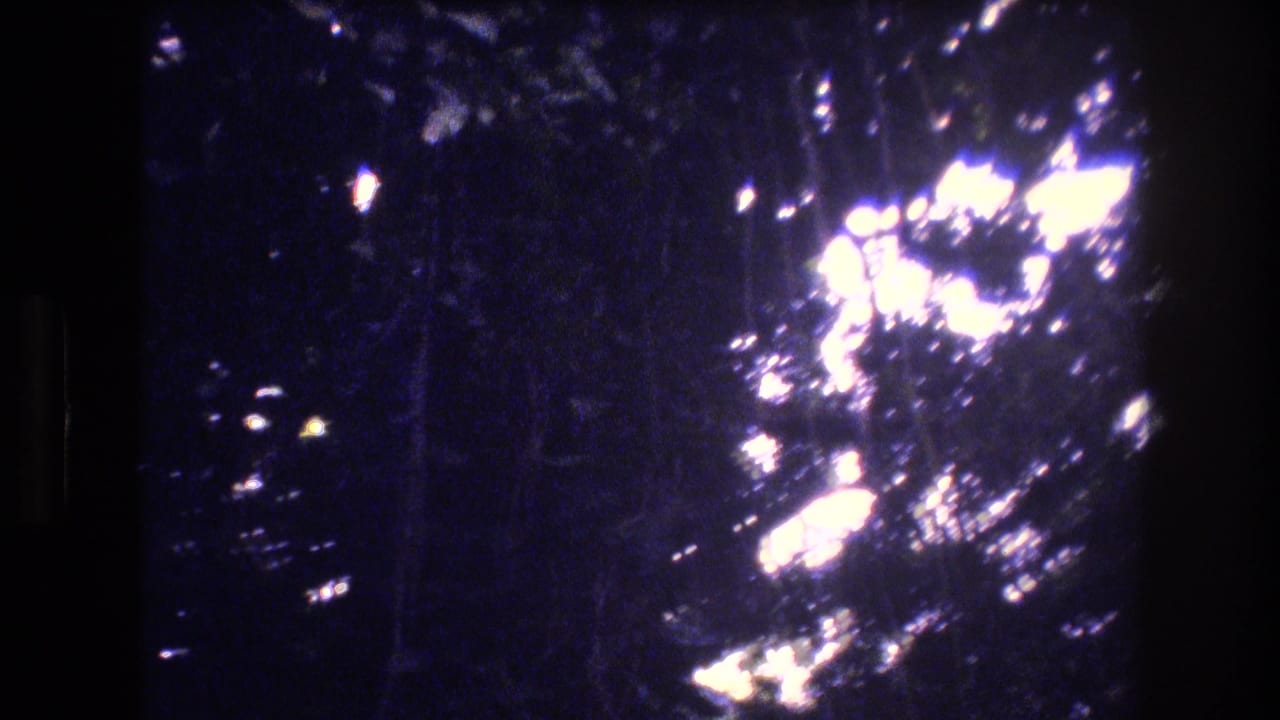 1977 Honolulu 8mm frame looking upward at dark foliage and tree shapes with bright sunlight flaring through the canopy.