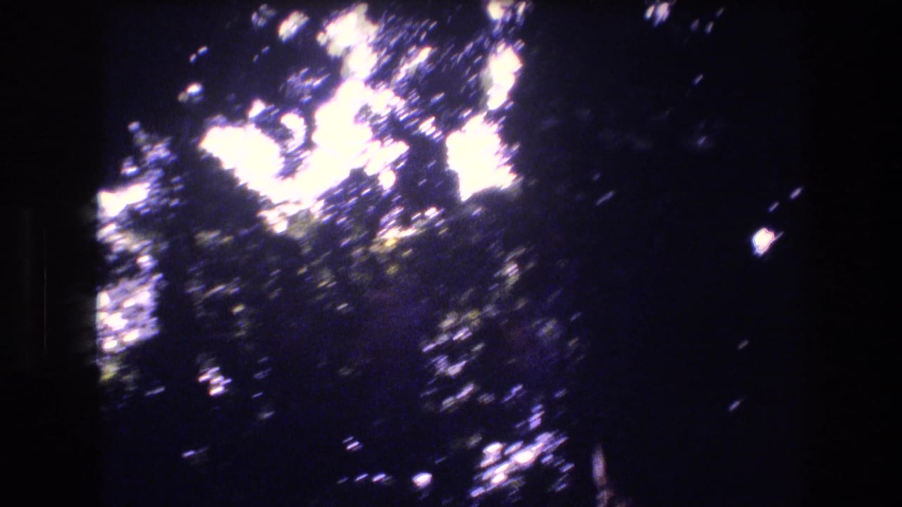 Backlit foliage and tree silhouettes with blown-out light patches.