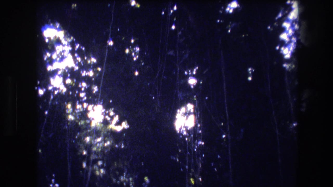 Shadowed tree trunks and foliage with bright light spots in the canopy.