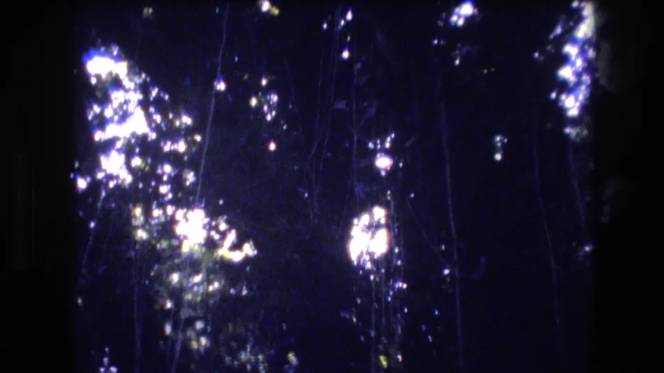 Handheld 8mm view in Honolulu, Oahu, with vertical tree trunks, thin branches, and overexposed sunlight scattered through dense foliage.