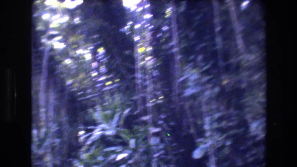 Shaky 1977 Honolulu, Oahu home-movie frame looking into dense tropical undergrowth with slender trunks, vines, leaves, and motion blur.