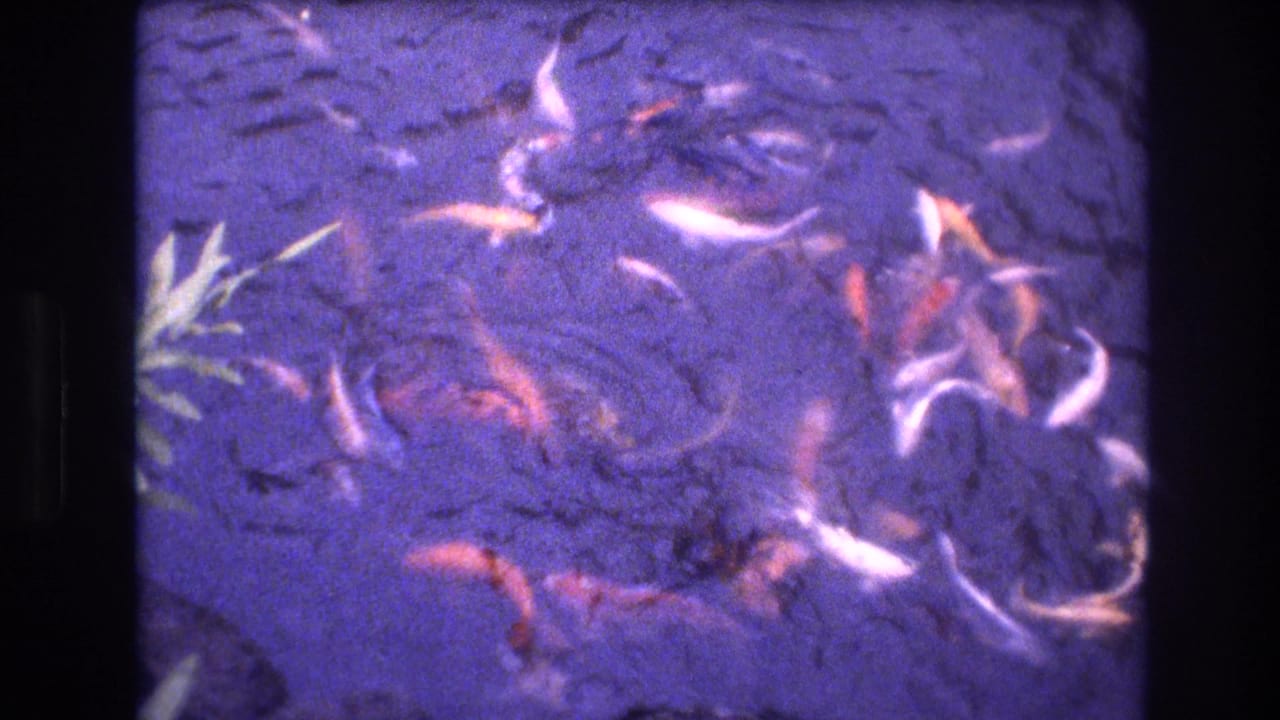 1977 Honolulu-area 8mm frame showing orange, white, and dark koi moving through purple-blue pond water with visible film borders and soft grain.